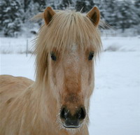 Skyr liten Skyr liten