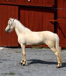 Alisaexb