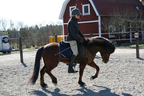 Disa slappnar av, Islandshsten