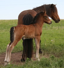 Rna, liten