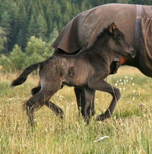 Ta, liten